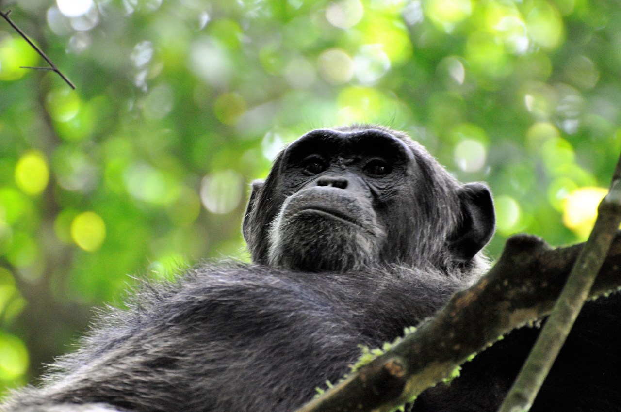 Trekking Chimpanzees