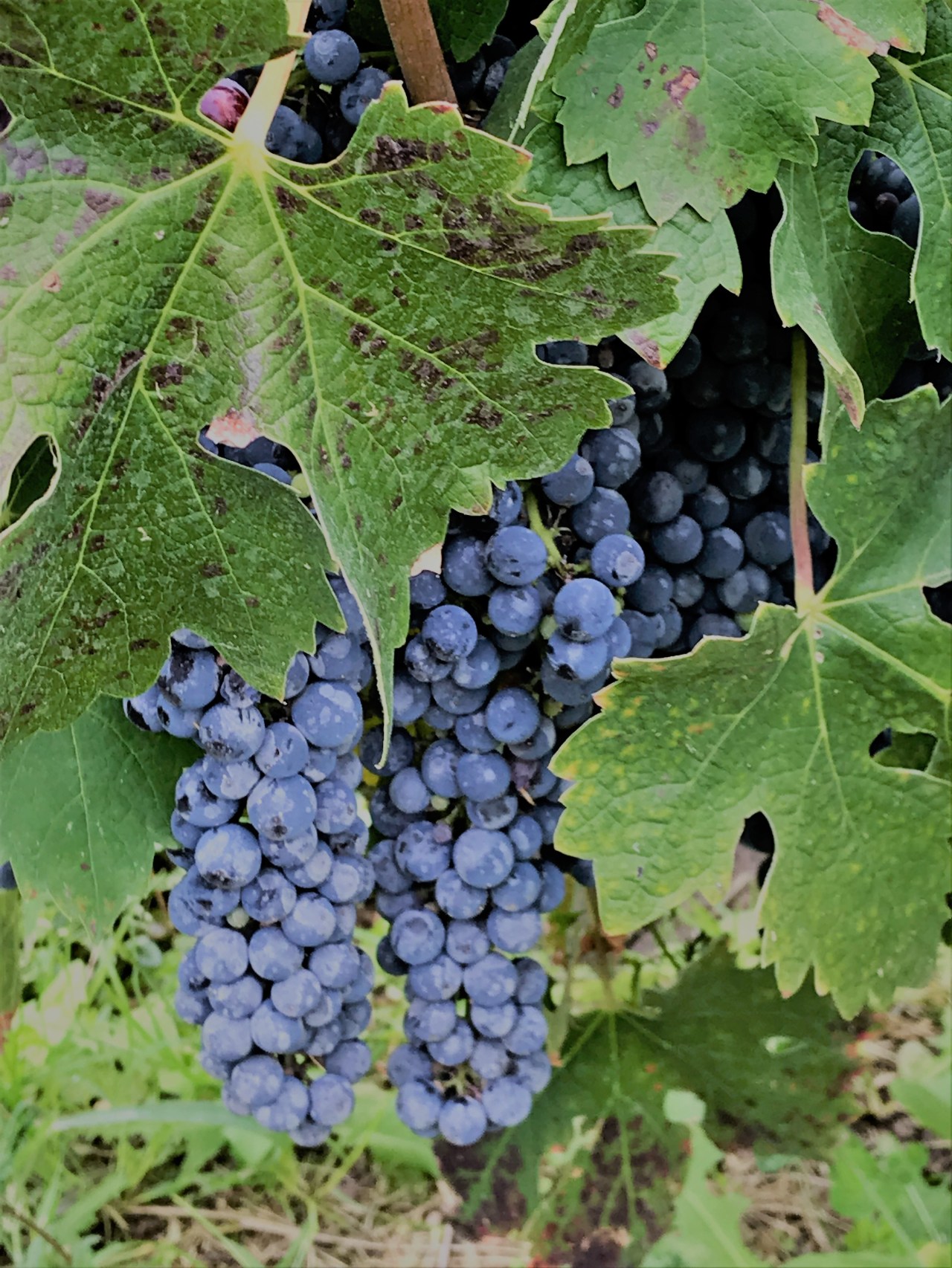 Mendoza, Argentina’s Wine&nbsp;Country